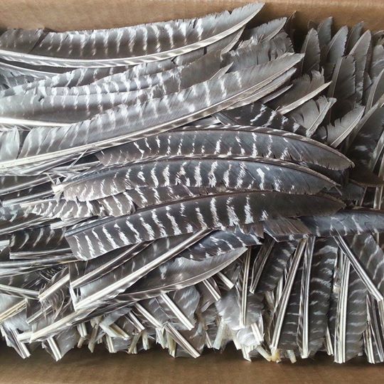 Wild Barred Turkey Pointers Feather Fly Tying Crafts No Quill - 50pk