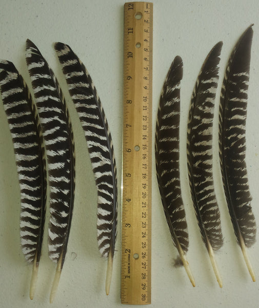 Wild Barred Turkey Pointers Feather Fly Tying Crafts - 25pk