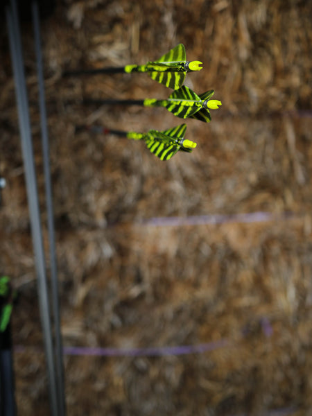 3" Parabolic Cut Primary Feathers