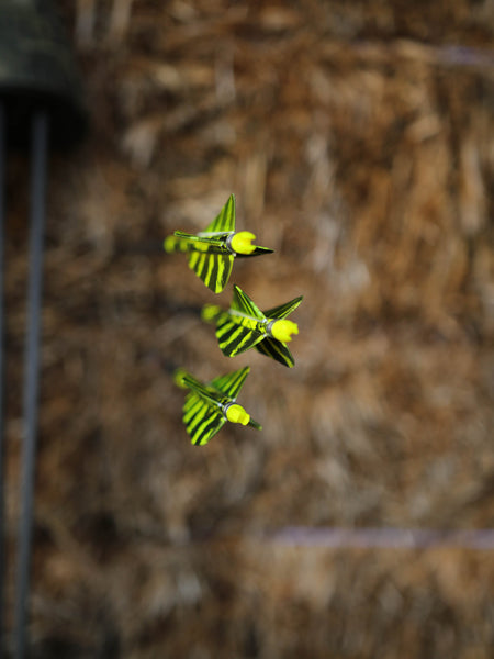 3" Parabolic Cut Primary Feathers