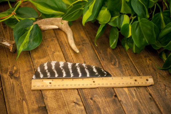 Full Length Secondary Wild Turkey Feathers