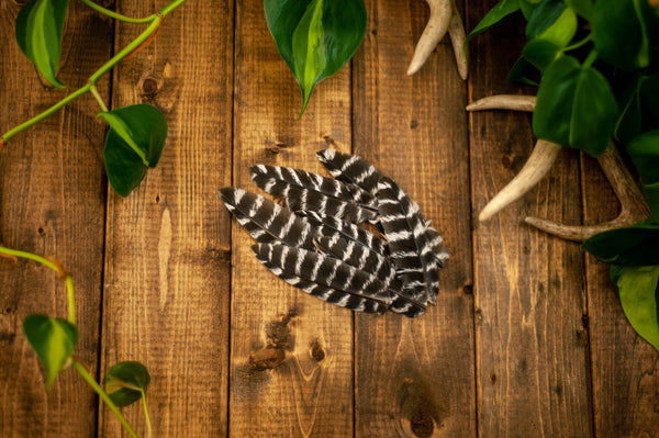 Wild Turkey Craft Feathers