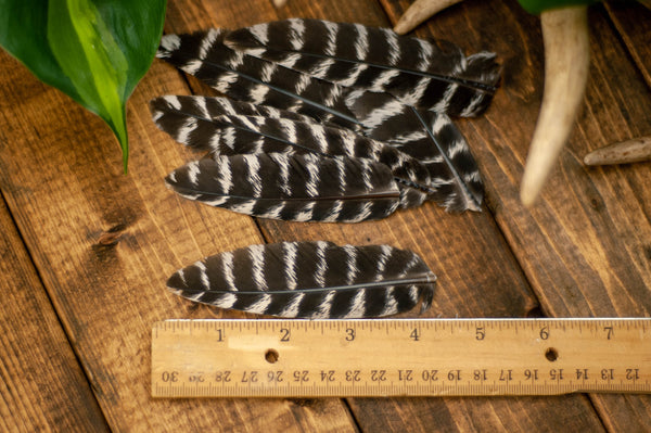 Wild Turkey Craft Feathers