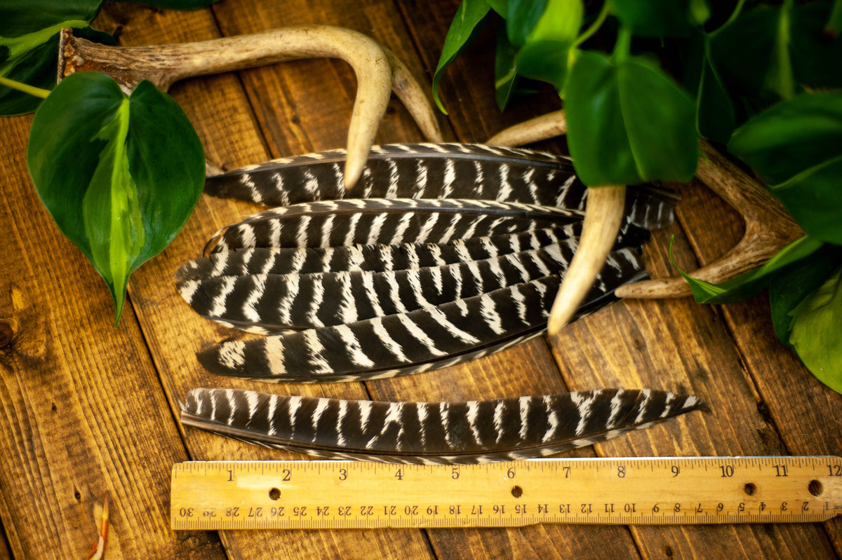  Turkey Feathers, Turkey Plumage - Black Bronze Wild Turkey  T-Base Plumage Feathers - 50 Pieces : Arts, Crafts & Sewing
