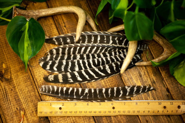 Wild Turkey Craft Feathers