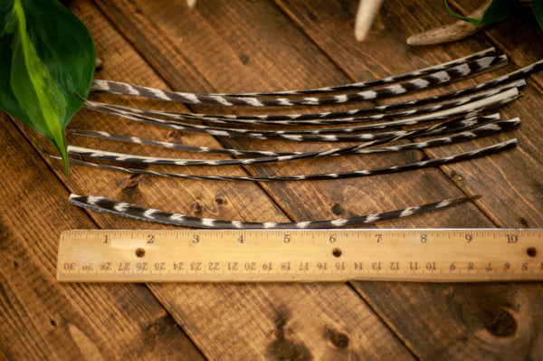 Wild Turkey Craft Feathers