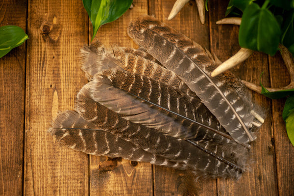 Wild Turkey Secondary Wing Feathers, No Quill - Fly Tying - Crafts 50pk