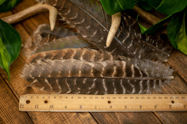 Wild Turkey Craft Feathers