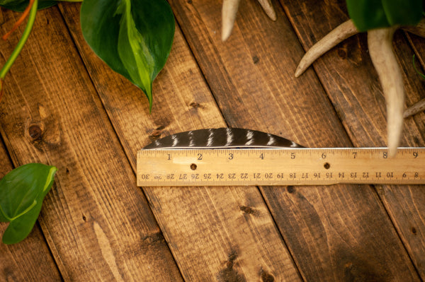 Banana Cut Wild Turkey Secondary Feathers