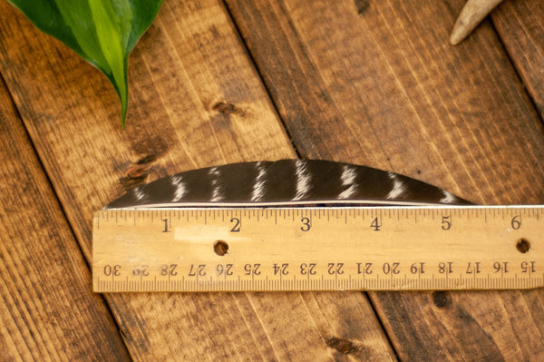 5.5" Banana Cut Primary Feathers