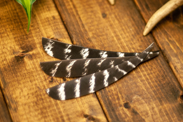 5.5" Parabolic Cut Primary Feathers