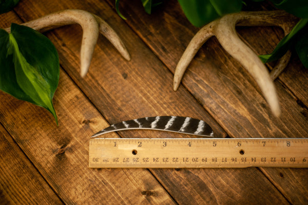 Parabolic Cut Wild Turkey Secondary Feathers
