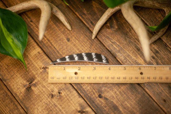 Parabolic Cut Wild Turkey Secondary Feathers