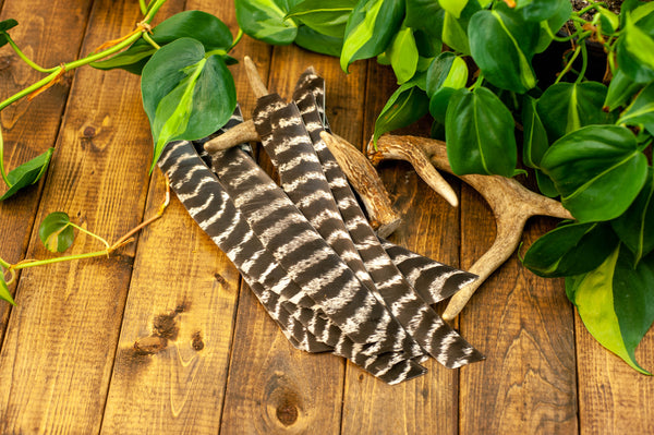 Premium Full Length Primary Feathers