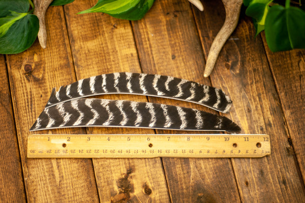 Premium Full Length Primary Feathers