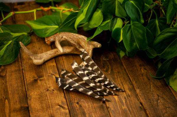 5.5" Shield Cut Primary Feathers