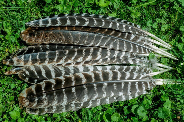 Wild Turkey Secondary Wing Feathers Barred Rounds - 12