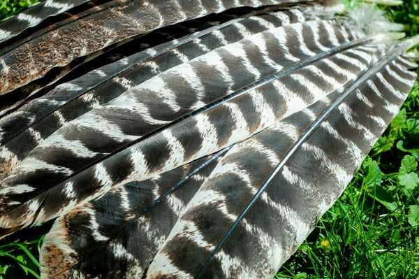 Wild Turkey Secondary Wing Feathers Barred Rounds - 12