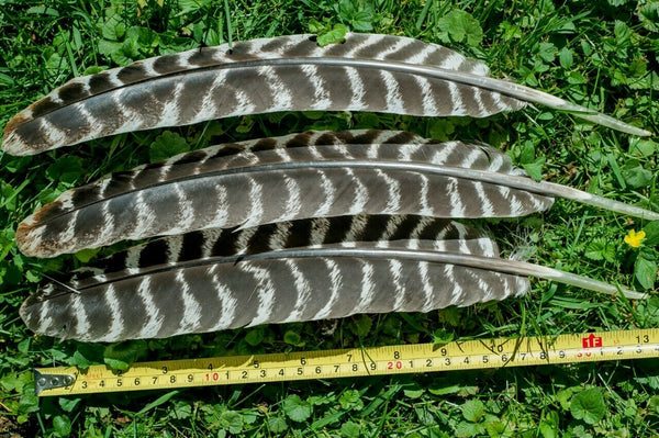 Wild Turkey Secondary Wing Feathers Barred Rounds - 12