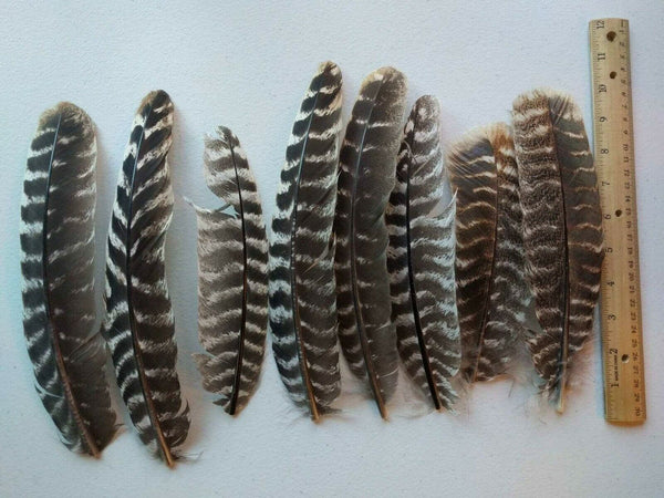 Wild Turkey Secondary Wing Feathers, No Quill - Fly Tying - Crafts 50pk