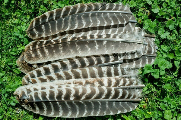 Wild Turkey #1 Barred Rounds Secondary Wing Feathers - No Quill - 25pk