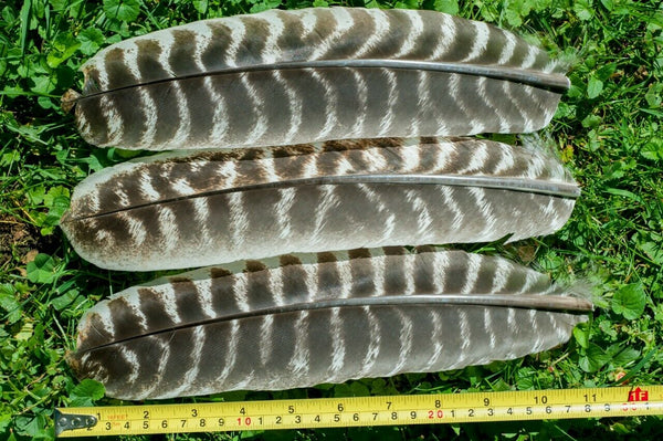 Wild Turkey #1 Barred Rounds Secondary Wing Feathers - No Quill - 25pk
