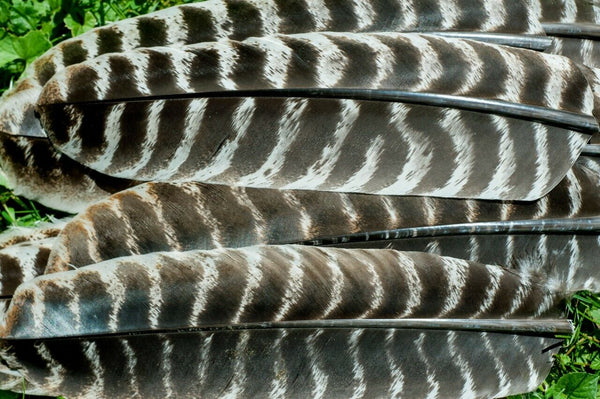 Wild Turkey #1 Barred Rounds Secondary Wing Feathers - No Quill - 25pk