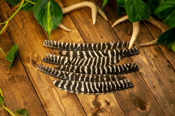 Wild Barred Turkey Pointers Feather Fly Tying Crafts No Quill - 50pk