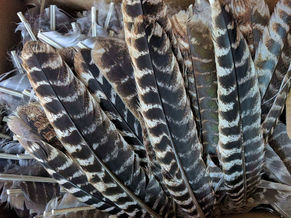 Wild Turkey Secondary Wing Feathers, No Quill - Fly Tying - Crafts 50pk