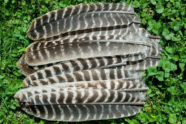 Wild Turkey Craft Feathers