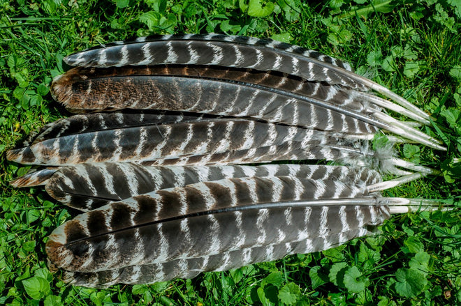 Craft Feathers