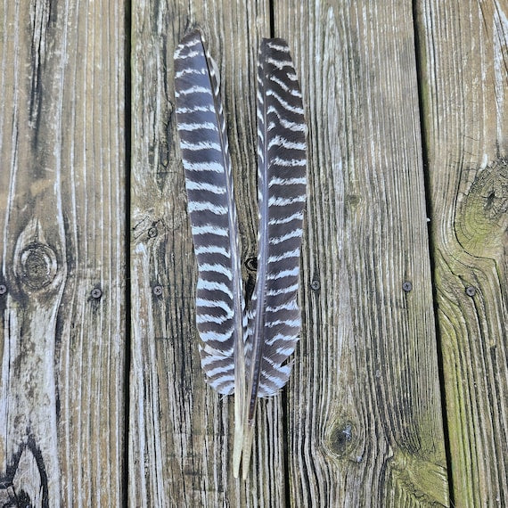 Full-quill barred wild turkey primary feather