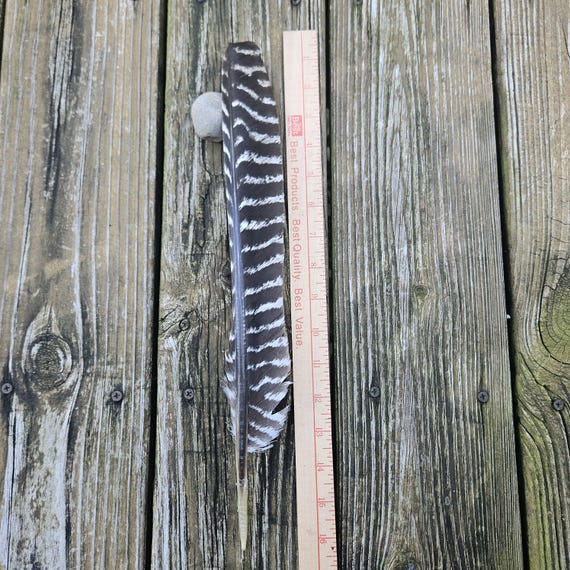Natural full-quill wild turkey primary feathers