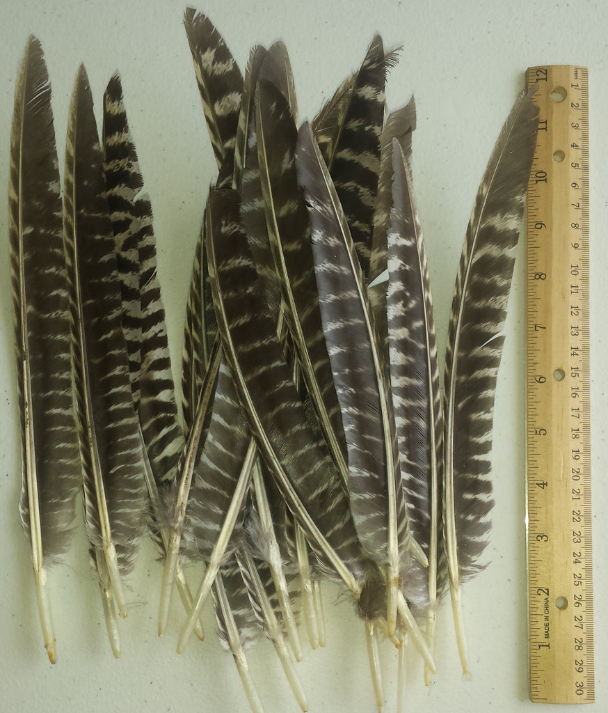Wild Barred Turkey Pointers Feather Fly Tying Crafts - 25pk – Wild ...
