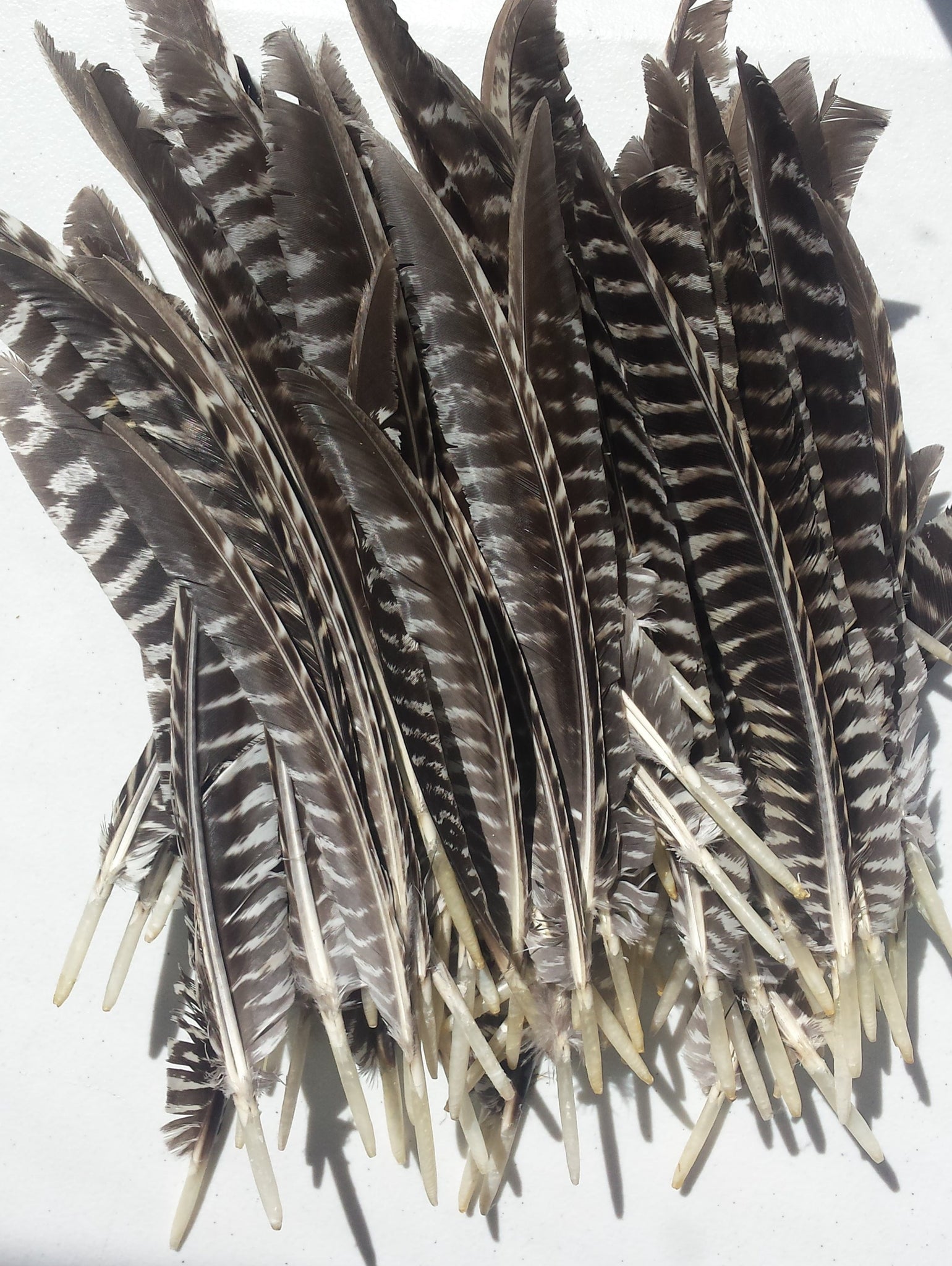 6 Pieces Grey Turkey Pointers Primary Wing Quills