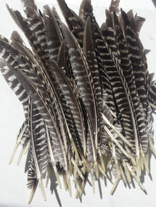 Wild Barred Turkey Pointers Feather Fly Tying Crafts - 25pk