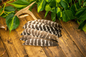Full Length Secondary Wild Turkey Feathers