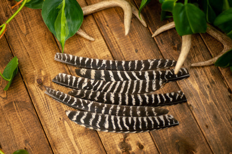 Wild Turkey Craft Feathers
