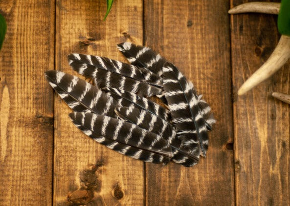 Wild Mini Barred Turkey Wing Feathers Leaf Feathers Crafts 50pk