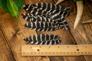 Wild Mini Barred Turkey Wing Feathers Leaf Feathers Crafts 50pk