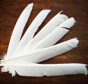 Solid White Primary Turkey Feathers Raw