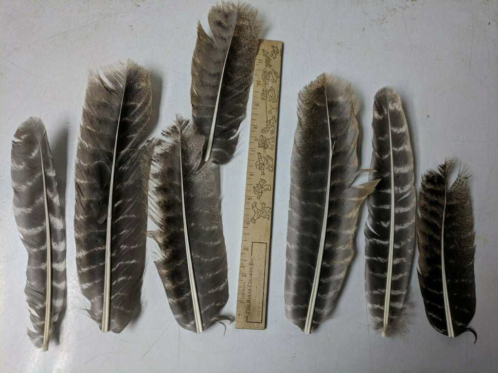 Natural Barred Turkey Feathers for Sale | Turkey Quill Wing Feathers