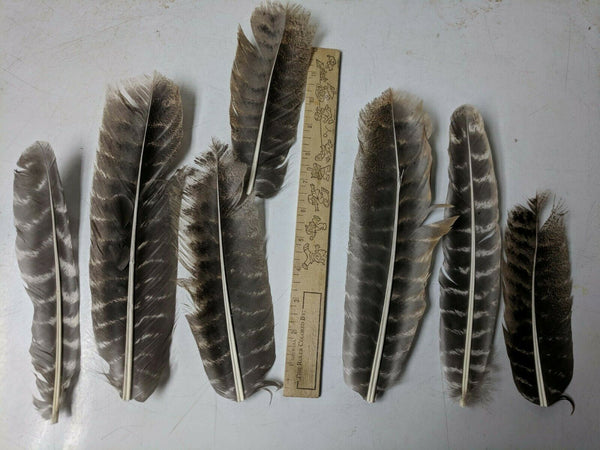 Wild Turkey Secondary Wing Feathers, No Quill - Fly Tying - Crafts 50pk